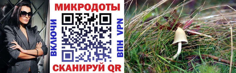 где можно купить наркотик  Бокситогорск  Галлюциногенные грибы GOLDEN TEACHER 